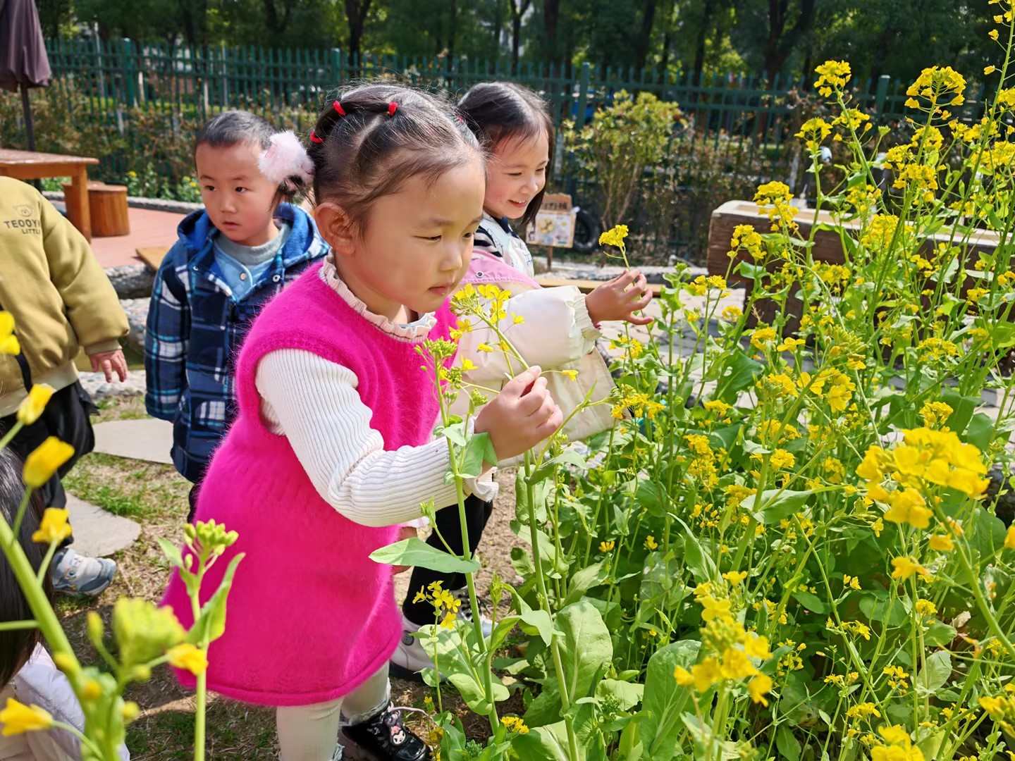 小6班：幼儿园的花花草草