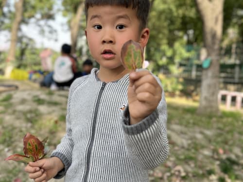 中4班：多彩的树叶