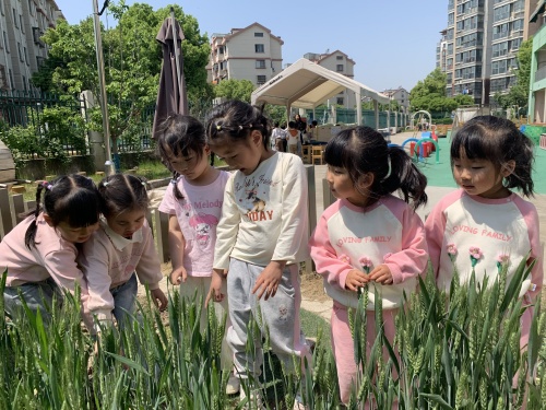 小3班 我们种的小麦